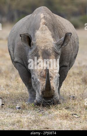 Weißes Nashorn (Ceratotherium simum), Solio Ranch, Kenia Stockfoto