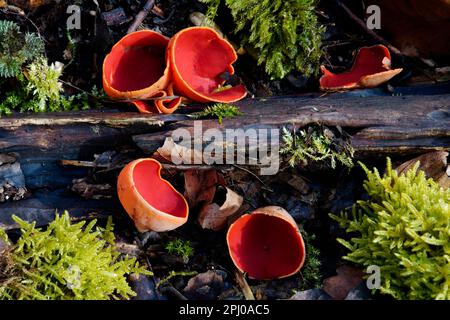 Österreichischer Kelchpilz (Sarcoscypha austriaca), Pilze, Tschechische Republik Stockfoto