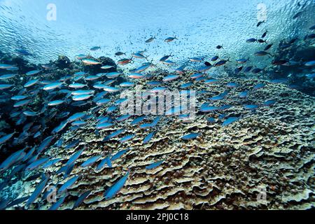 Akropora-Koralle (Acropora danai) an der Wand des Korallenriffs, Schal, Fischschwärme dünner Fussilier (Caesio varilineata) Rotes Meer, Daedalus-Riff, Marsa Alam Stockfoto