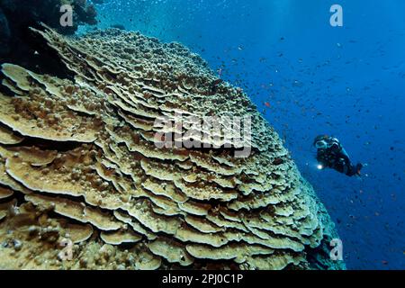 Taucher mit Blick auf die Akropora-Koralle (Acropora danai), sehr groß, riesig, an der Korallenriffwand, Rotes Meer, Daedalus-Riff, Marsa Alam, Ägypten Stockfoto