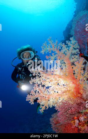 Taucher, weibliche Taucher, die Klunzingers Weichkorallen (Dendronephthya klunzingeri) auf Korallenriffwänden mit Tauchlampe beleuchten, Rotes Meer, Brother Islands Stockfoto