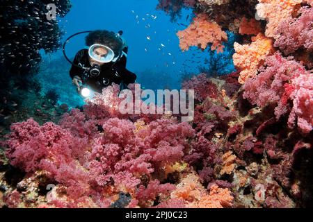 Taucher, der das dichte Wachstum von Klunzingers Weichkorallen (Dendronephthya klunzingeri) in Korallenriff Brechen, Rotes Meer, Ras Torombi, Marsa Alam, Ägypten betrachtet Stockfoto