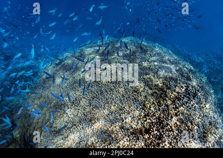 Akropora-Koralle (Acropora danai) an der Wand des Korallenriffs, Schal, Fischschwärme dünner Fussilier (Caesio varilineata) Rotes Meer, Daedalus-Riff, Marsa Alam Stockfoto