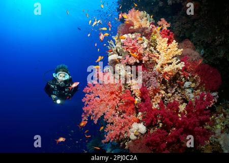 Taucher, weibliche Taucherin, die auf einen großen Korallenblock mit vielen Klunzingers Weichkorallen (Dendronephthya) in verschiedenen Schattierungen von Rot, Rot, Rotes Meer, Bruder schaut Stockfoto