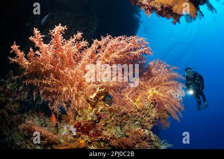Tauchen, Tauchen unter dem Korallenriff mit Blick auf Kirschblütenkorallen (Siphonogorgia godeffroyi) oder Kirschblütenkorallen, Rotes Meer, Brother Islands Stockfoto