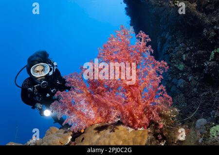 Taucher mit Blick auf große Klunzingers Weichkorallen (Dendronephthya klunzingeri), auf Korallenriffmauer, Rotes Meer, Daedalus Reef, Marsa Alam, Ägypten Stockfoto