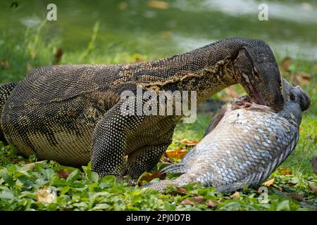 Monitor Lizard im Lumphini Park eine große Grünfläche mit Seen im Zentrum von Bangkok ist ein beliebtes Gebiet bei Einheimischen und Besuchern gleichermaßen. Stockfoto