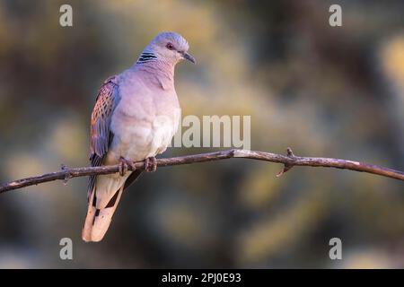 Schildkrötentaube (Streptopelia turtur), die bei Sonnenaufgang auf einem Ast sitzt, Taube, Taube, Symbol des Glücks und der Liebe, Kiskunsag-Nationalpark, Ungarn Stockfoto