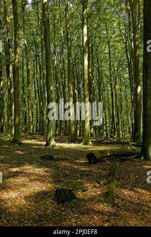 Wald in der Nähe des Königsstuhls, Rügen, Mecklenburg-Vorpommern, Deutschland Stockfoto