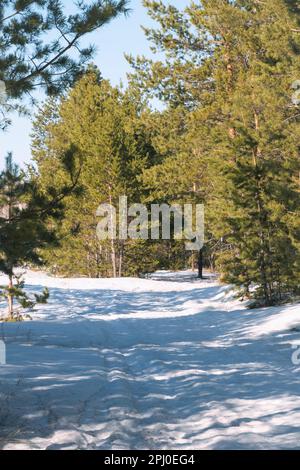 Winterkiefernwald an hellen sonnigen Tagen mit klarem blauem Himmel im Hintergrund Stockfoto