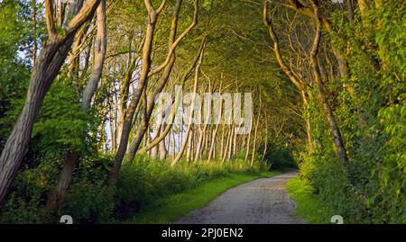 Wanderweg auf der Insel Poel, Mecklenburg-Vorpommern, Wismar County, Deutschland Stockfoto