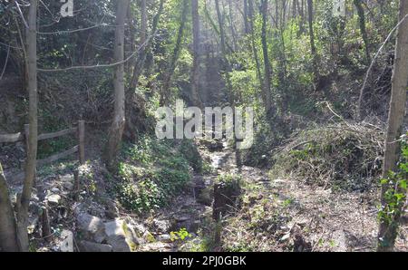 Wunderschöne Waldlandschaft mit Hinterwäldern und Bergbach zwischen Felsen im Frühling unter starker Sonne, die durch die Bäume scheint. Stockfoto