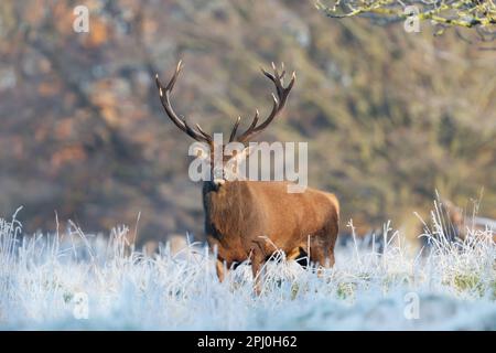 In der Nähe des Red Deer stag im Winter, UK. Stockfoto