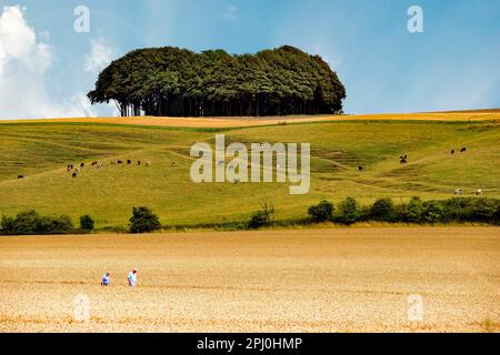 Ein Paar, das im Sommer unter einem Buchenklumpen auf Hackpen Hill, Wiltshire, durch ein Maisfeld spaziert. Stockfoto