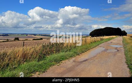 Pfützen entlang des Ridgeway National Trail auf Hackpen Hill, Wiltshire, mit Blick nach Nordwesten. Stockfoto