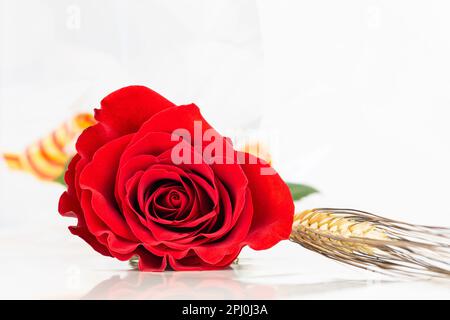 Schließen Sie die rote Rose und das Weizenohr für Diada de Sant Jordi. Tradition des St.-Jordi-Tages in Katalonien. Katalanisches Buch und Rosenblüten-Tag. Speicherplatz kopieren. Stockfoto