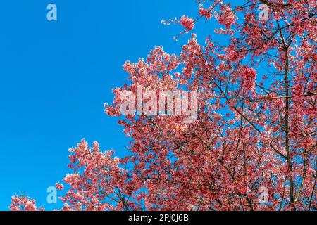 Wunderschöne Blumen Rosa Kirschblüte Sakura im Frühling über blauem Himmel. Stockfoto