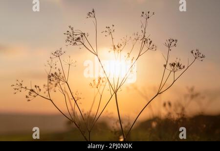 KuhPetersilie mit Hintergrundbeleuchtung bei Sonnenuntergang auf einem Spätsommerspaziergang. Trocknet wieder und trocknet aus, wenn der Herbst naht, wächst neben einer Derbyshire Country Lane. Stockfoto