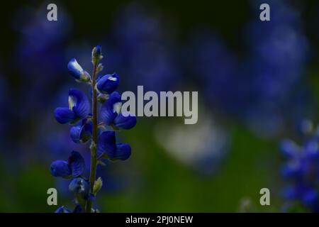 Blaue Haubenblumen bokeh im Frühling Stockfoto