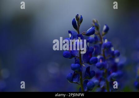 Der Atem des texanischen Abends, die Blüten der Hauben mit zwei klaren, blauen Himmel dahinter. Stockfoto