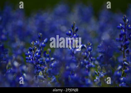 Versteckte Ruhe in den blauen Hauben auf dem Land Stockfoto