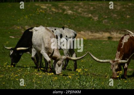 Die bunten texanischen Longhornkühe, die im Frühling auf einem niedrigen Hügel mit gelben Blumen und unbefestigten Flecken im Osten von Texas weiden Stockfoto