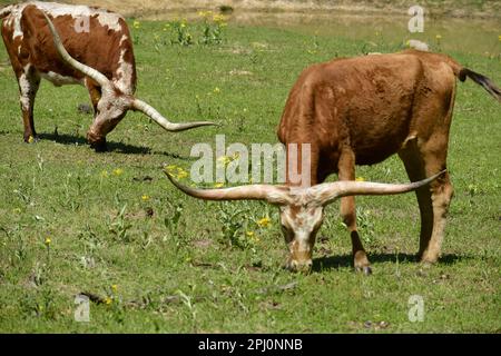 Zwei texanische Longhorn-Kühe, die an einem sonnigen Tag in Texas auf einer grünen Weide mit gelben Wildblumen grasen. Stockfoto