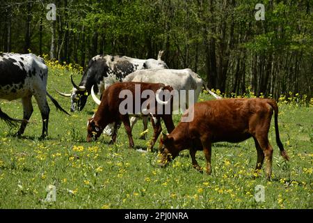 Longhorn-Grasherde. Stockfoto