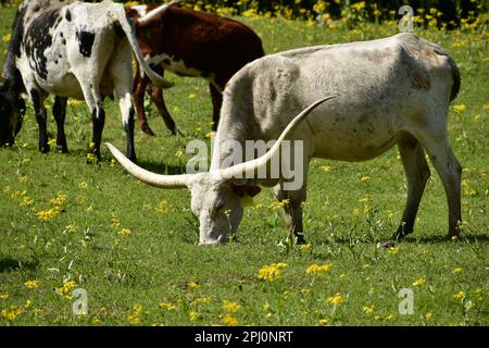 Eine weiße Longhorn-Kuh, die mit anderen Longhorns grast Stockfoto