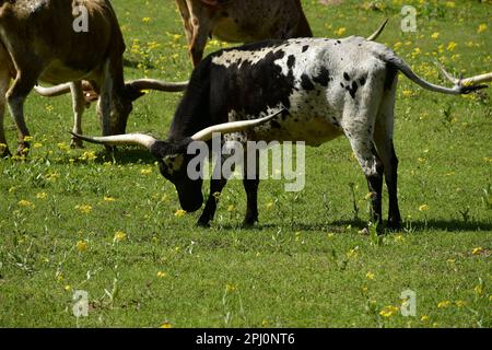 Eine schwarz-weiße Longhorn-Kuh, die ihren Kopf hebt. Stockfoto