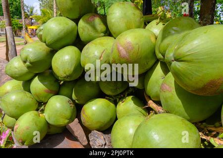 Ein Haufen grüner Kokosnüsse, zum Verkauf bereitstehende Kokosnüsse, Kokoswasser, erfrischendes tropisches Getränk. Stockfoto