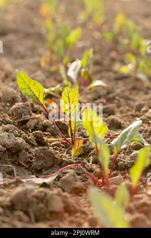 An einem sonnigen Tag wachsen junge Rote Beete in einem Gartenbett Stockfoto