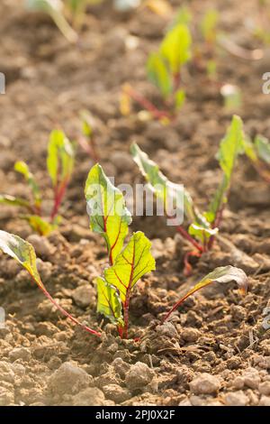 An einem sonnigen Tag wachsen junge Rote Beete in einem Gartenbett Stockfoto