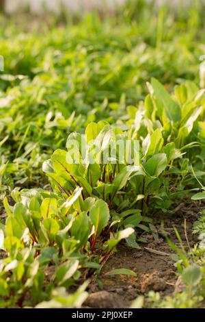 An einem sonnigen Tag wachsen junge Rote Beete in einem Gartenbett Stockfoto