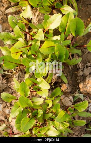 An einem sonnigen Tag wachsen junge Rote Beete in einem Gartenbett Stockfoto