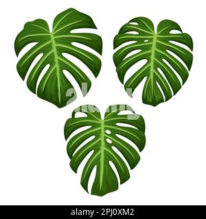 grüne monstera-Kollektionen tropischer Blätter, realistisches Design isoliert auf weißem Hintergrund Stockfoto