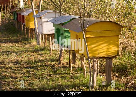 Kleine bunte Bienenstöcke in einem Frühlingsgarten an einem sonnigen Tag Stockfoto