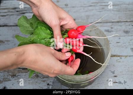 Frische rote Rettiche in einem weißen Sieb. Landwirtschaftliches Bio-Gemüse. Grauer Hintergrund. Draufsicht Stockfoto