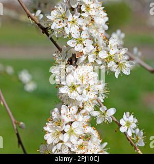 Blühender Schlehdorn, Prunus spinosa, im Frühling Stockfoto