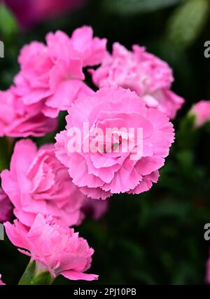 Nelke auf einer dunklen Nahaufnahme. Rosa Nelke mit grünem Zweig. Stockfoto