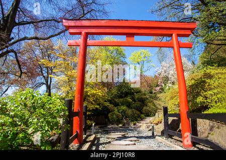 Rotes Torii-Tor und japanischer Garten hinter Kaiserslautern und Topiarsträucher (Buchholz) und Kirschblüten in der rechten oberen Ecke im April Stockfoto