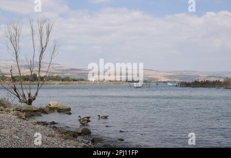 Convenience Beach in der Nähe des Naturschutzgebiets Arbel an der Westküste des Sees Galiläa, Israel Stockfoto