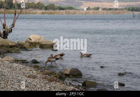 Convenience Beach in der Nähe des Naturschutzgebiets Arbel an der Westküste des Sees Galiläa, Israel Stockfoto