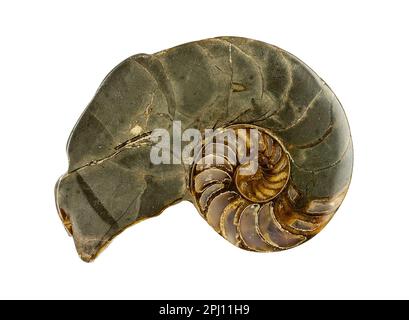 Versteinerte nautilus-Muschel, Eutrephoceras dekayi, versteinertes Exemplar auf weißem Hintergrund Stockfoto