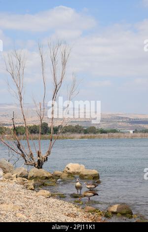 Convenience Beach in der Nähe des Naturschutzgebiets Arbel an der Westküste des Sees Galiläa, Israel Stockfoto