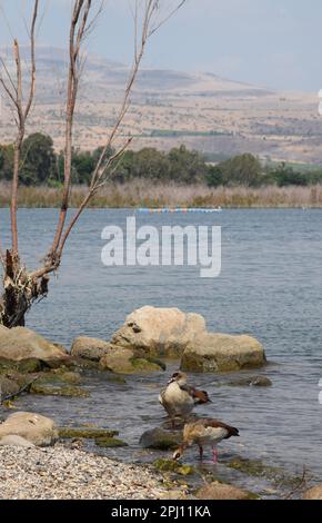 Convenience Beach in der Nähe des Naturschutzgebiets Arbel an der Westküste des Sees Galiläa, Israel Stockfoto