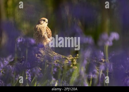 Kestrel (Falco tinnunculus) sitzt im Frühling in einem Bluebell-(Hyacinthoides non-scripta-)Holz Stockfoto