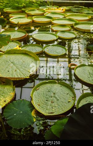 Wunderschöne riesige Wasserpflanzen. Draufsicht auf die Wasserpflanze Victoria Cruziana, auch bekannt als Irupe, große runde schwimmende Blätter, die im Teich wachsen Stockfoto