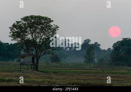 Nakhon Sawan, Thailand. 30. März 2023. Im Sommer ging die Sonne über einer Hütte auf einem Reisfeld in der Provinz Nakhon Sawan, nördlich von Bangkok, unter. (Kreditbild: © Chaiwat Subprasom/SOPA Images via ZUMA Press Wire) NUR REDAKTIONELLE VERWENDUNG! Nicht für den kommerziellen GEBRAUCH! Stockfoto