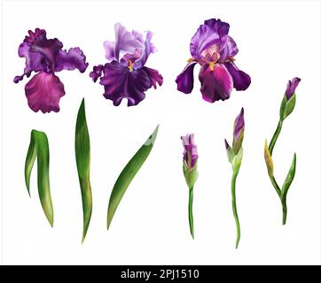 Lila Blüten, Knospen und grüne Blätter auf einem weißen isolierten Hintergrund. Aquarell, botanische Darstellung. Aquarellblumen. Design-Elefanten Stockfoto